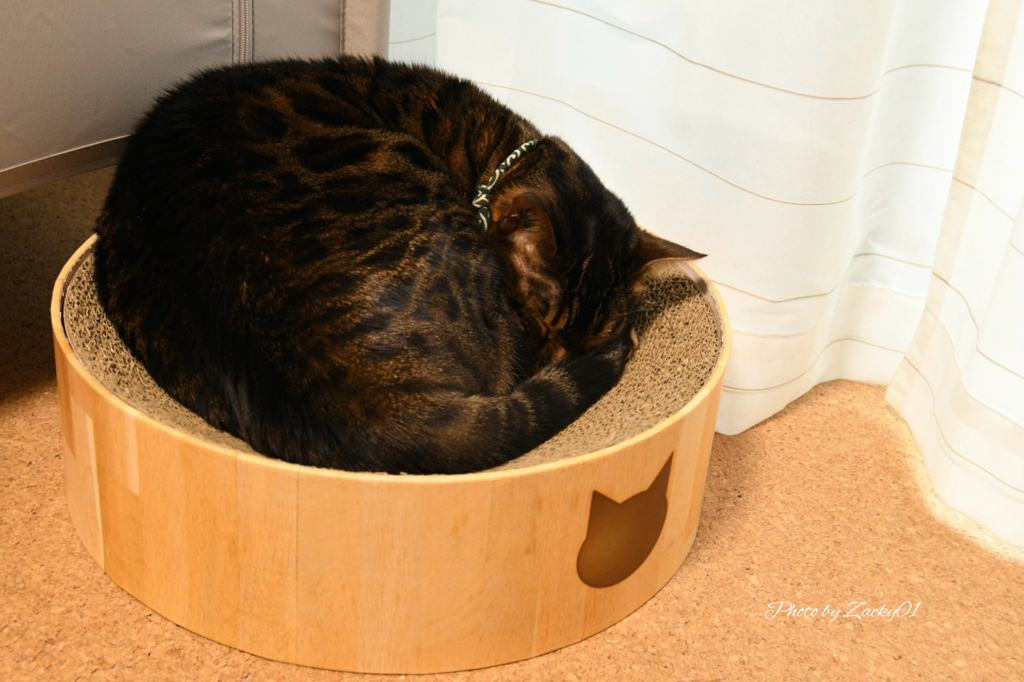 アンモニャイト