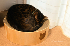 アンモニャイト