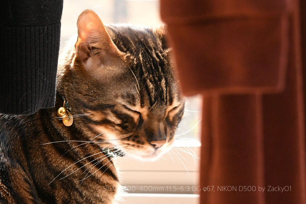 日だまり猫