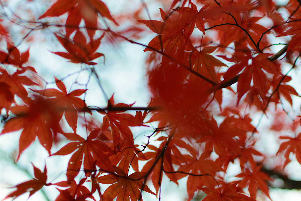紅
