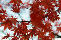 紅