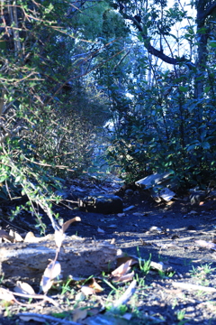 山道に見えたらえ〜な〜。公園の小さい茂み（╹◡╹）