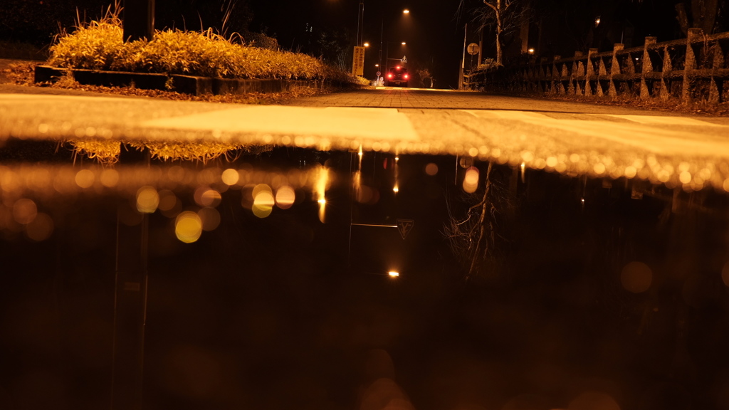 雨上がりのお散歩