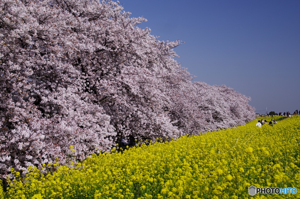 熊谷桜堤