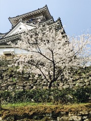 高知城と春の始まり