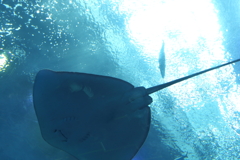美ら海水族館6