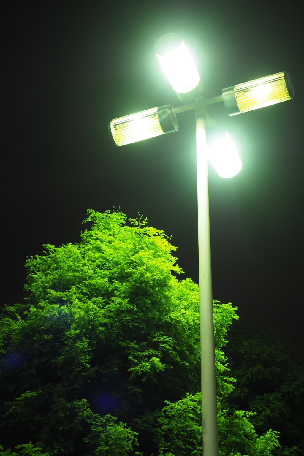 夜でも光合成