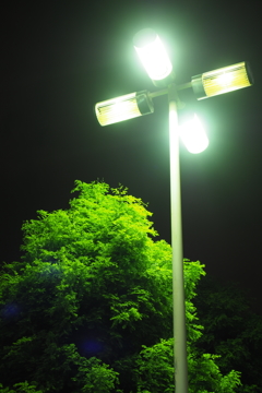 夜でも光合成