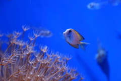 美ら海水族館4
