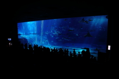 美ら海水族館5