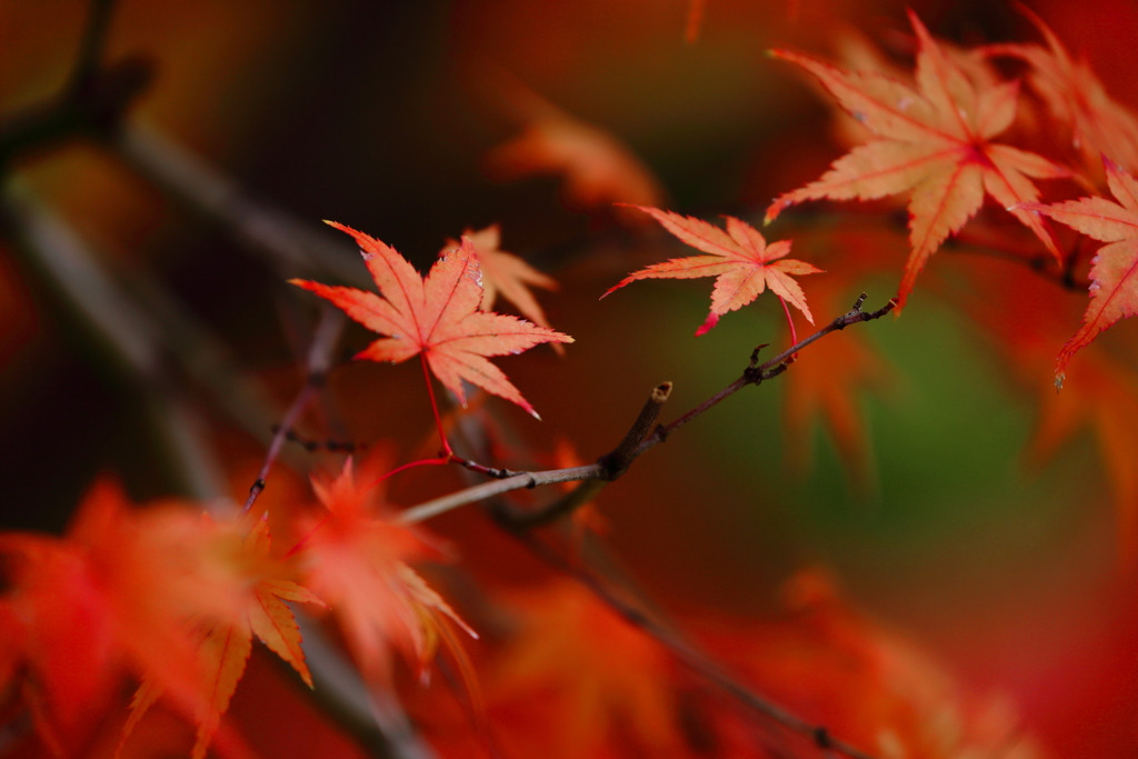 紅葉1