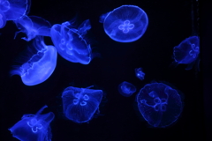 美ら海水族館3