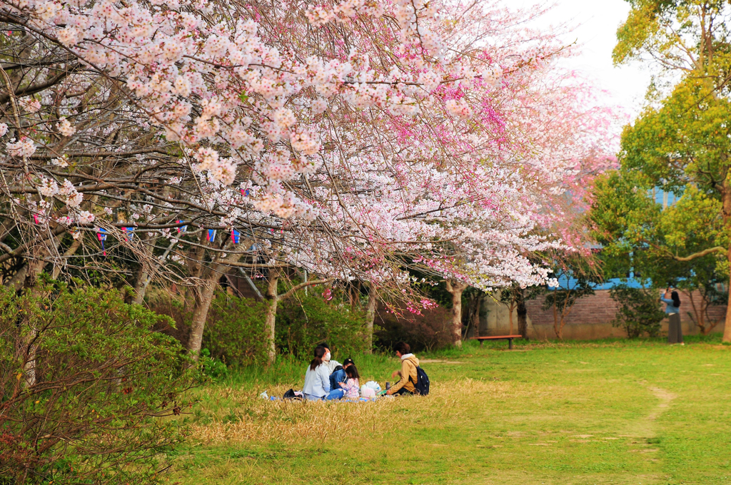 桜の木の下で