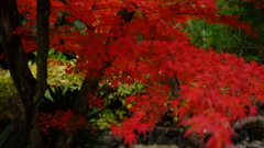 紅葉