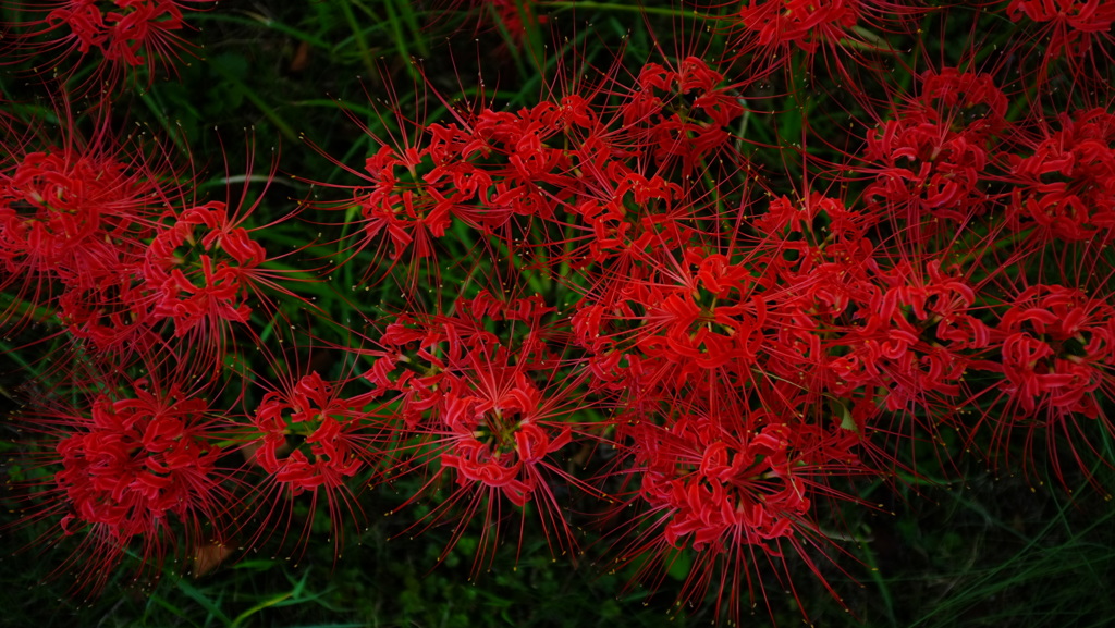 彼岸花