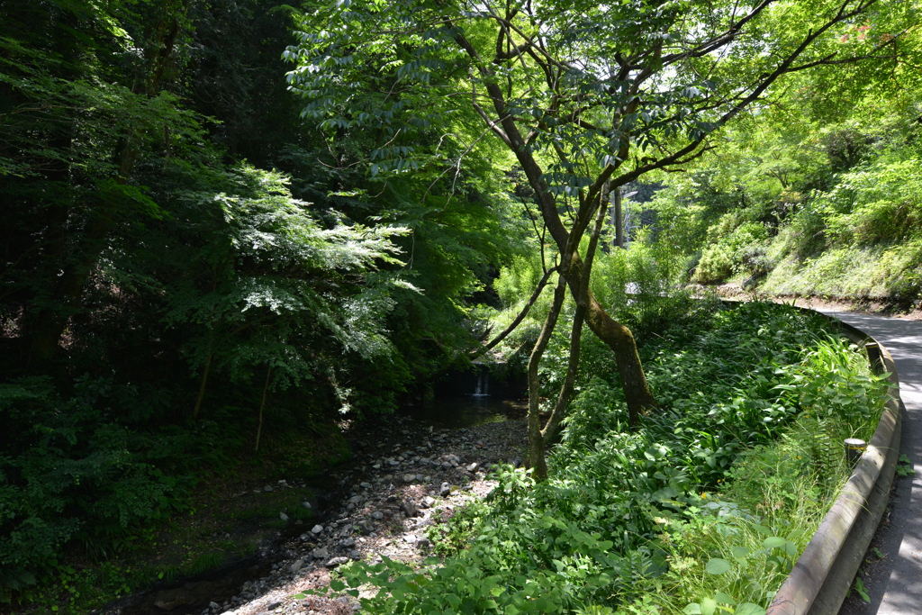 ６号路登山口周辺