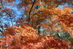 紅葉