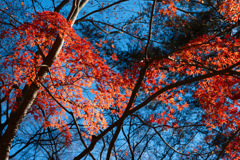 紅葉