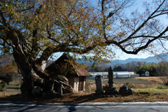 秩父市　寺尾のケヤキ