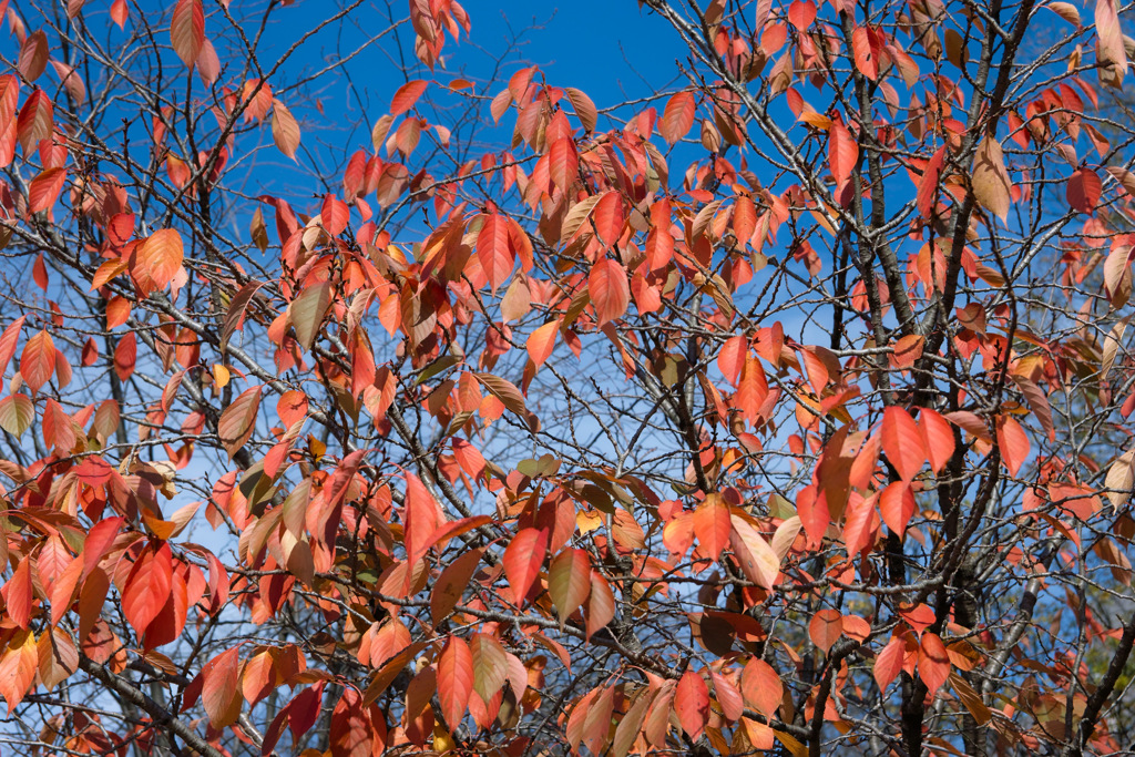桜　紅葉