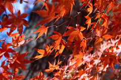 紅葉