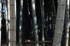 竹林