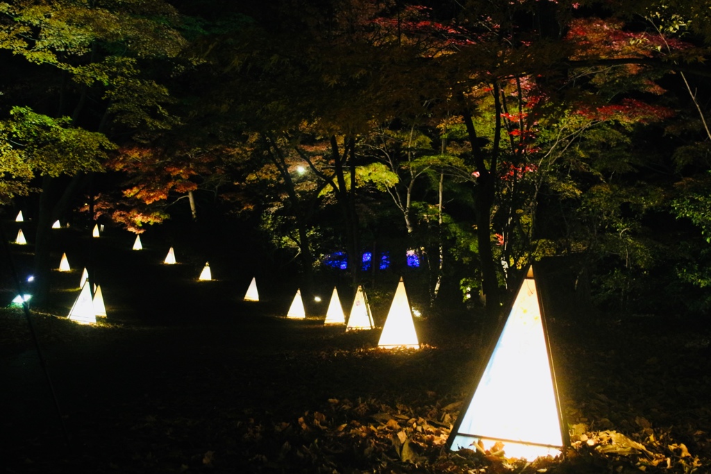 森林公園　紅葉　ライトアップ