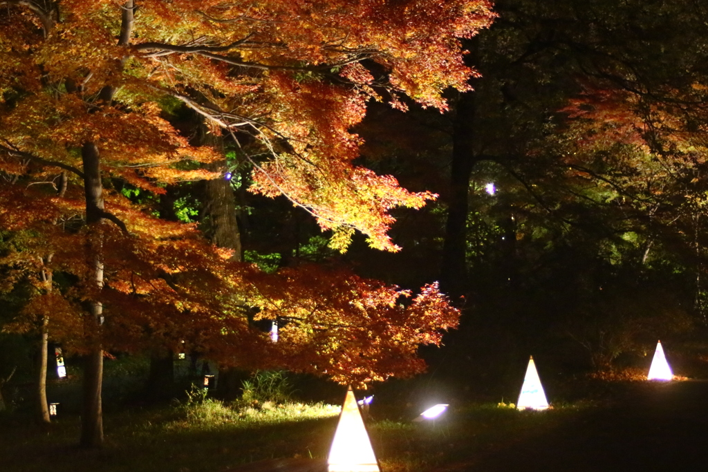 森林公園　紅葉　ライトアップ