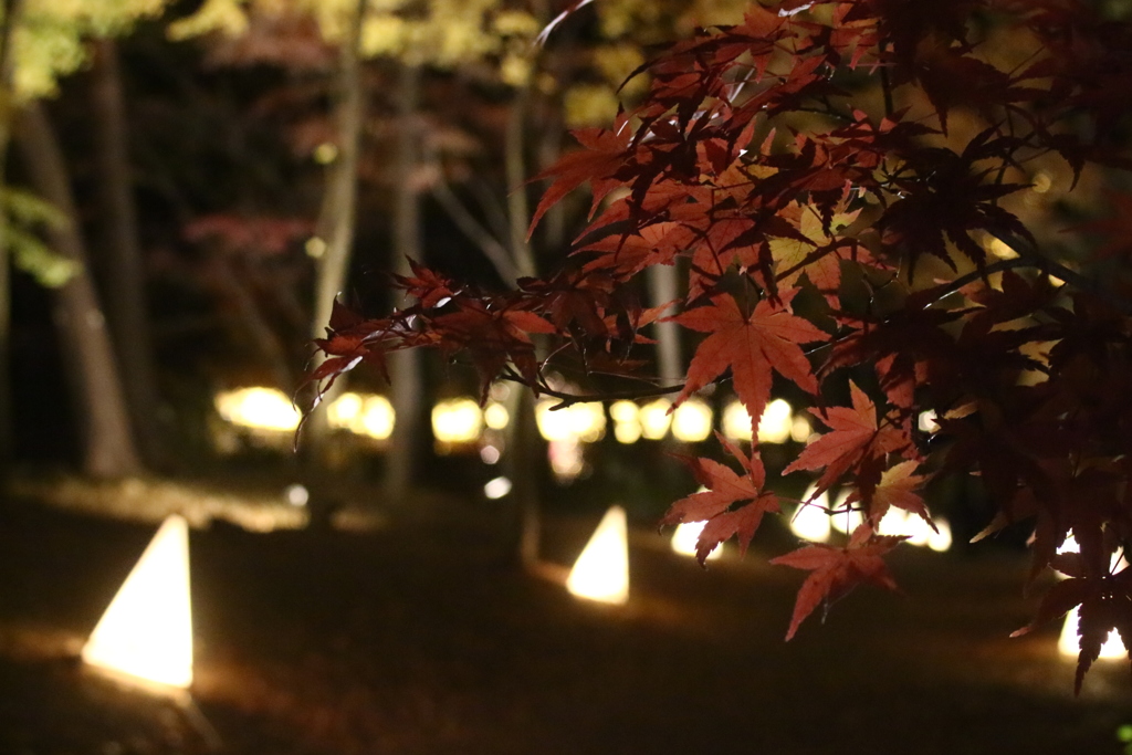 森林公園　紅葉