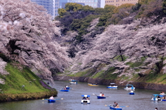 桜の名所