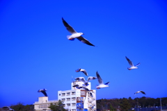 BLUEs