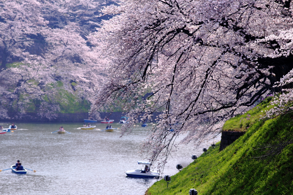 桜滝