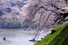 桜滝