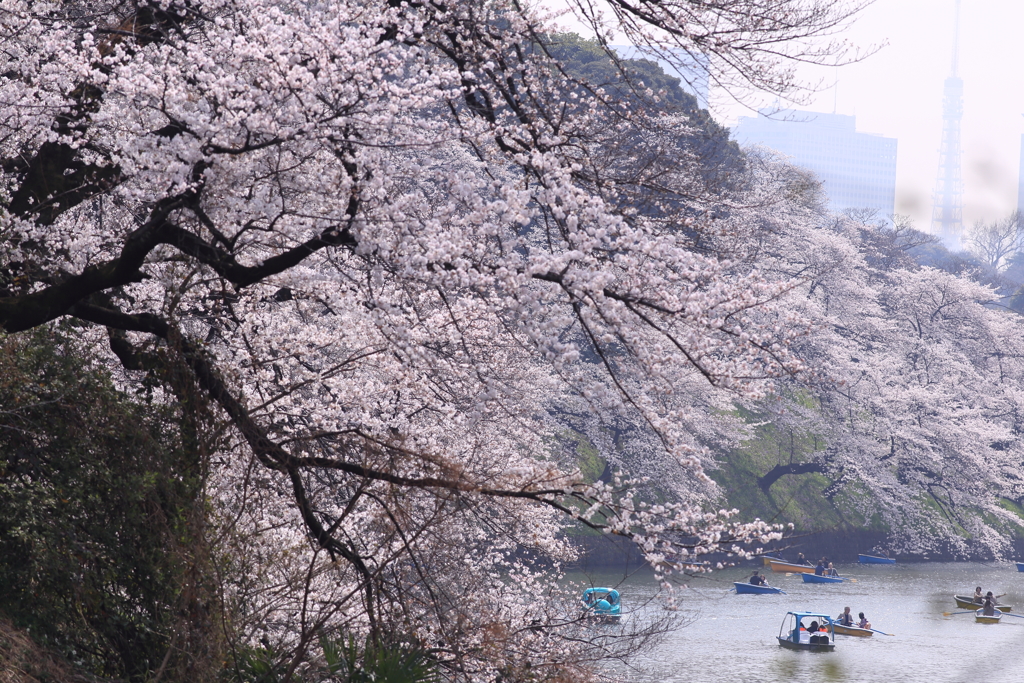 千鳥ヶ淵