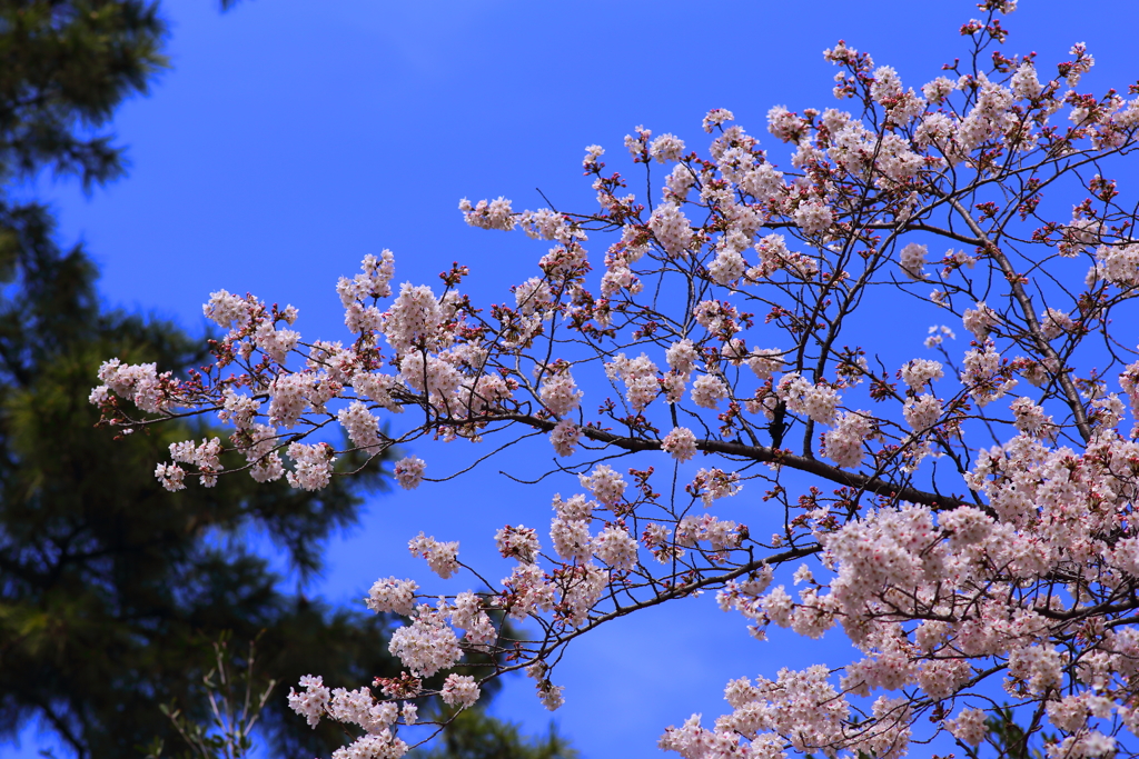 桜の季節