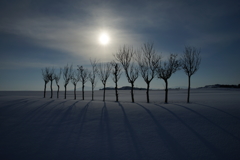 雪原の稲架木