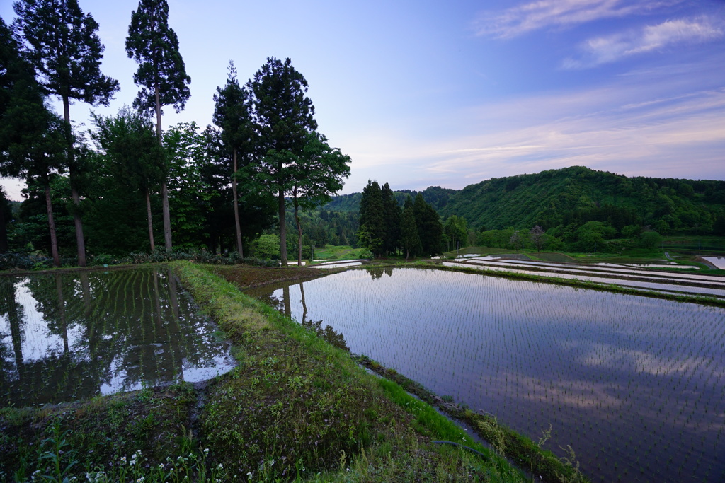 夕暮れの棚田