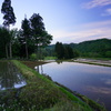 夕暮れの棚田