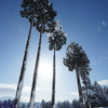 雪朝光