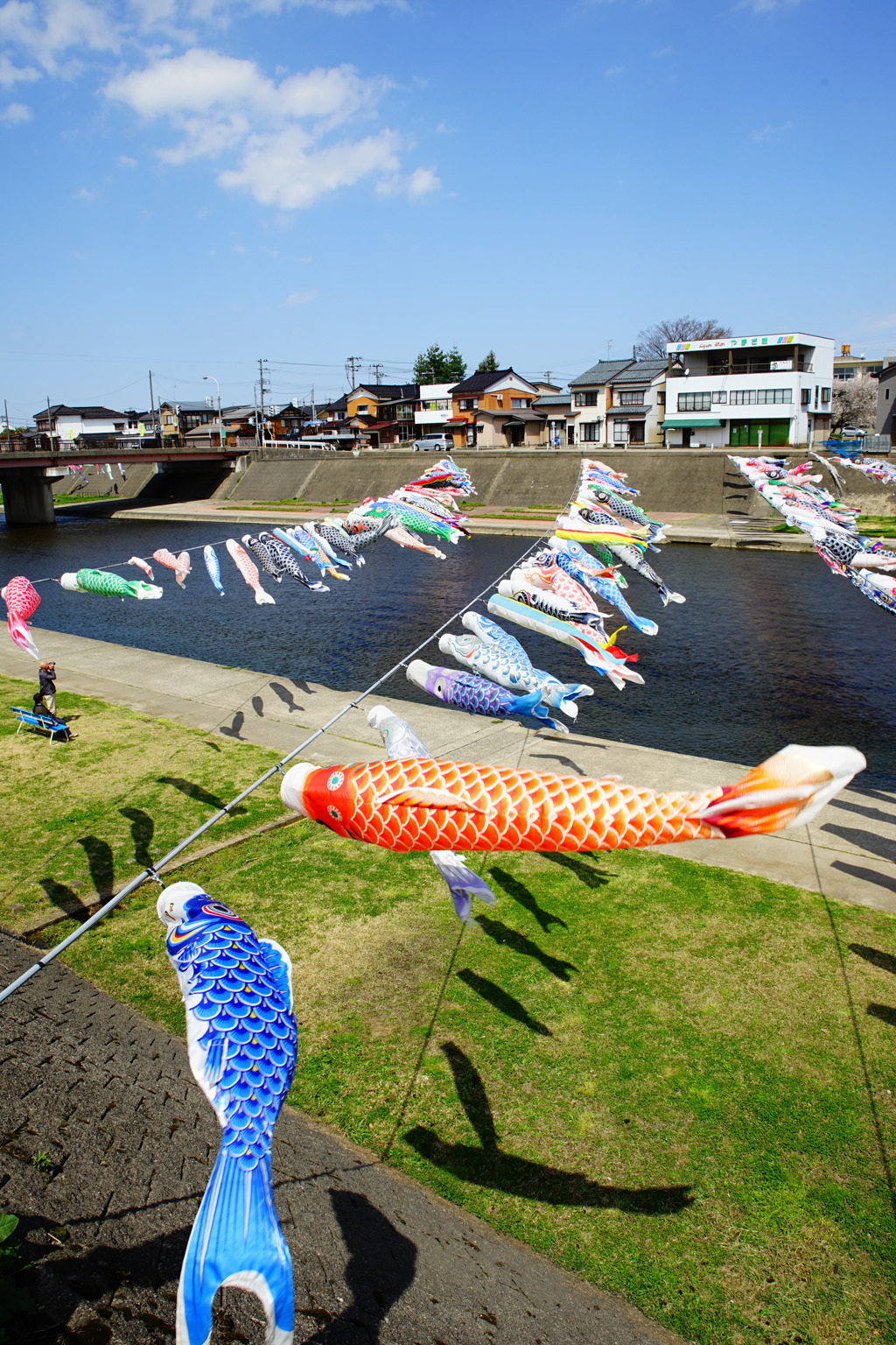 加茂川の鯉のぼり
