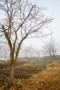 雪と桜と水芭蕉