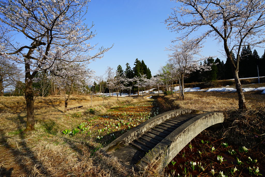 桜　水芭蕉　残雪