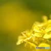 菜の花