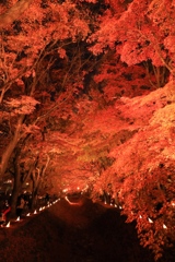 燃える紅葉回廊