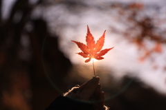 可愛い紅葉 (もみじっ)