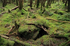 緑の絨毯 (白駒池)