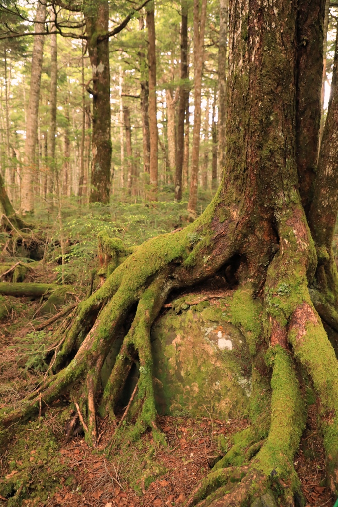 白駒池、根付く巨木に苔むす景美