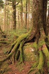 白駒池、根付く巨木に苔むす景美