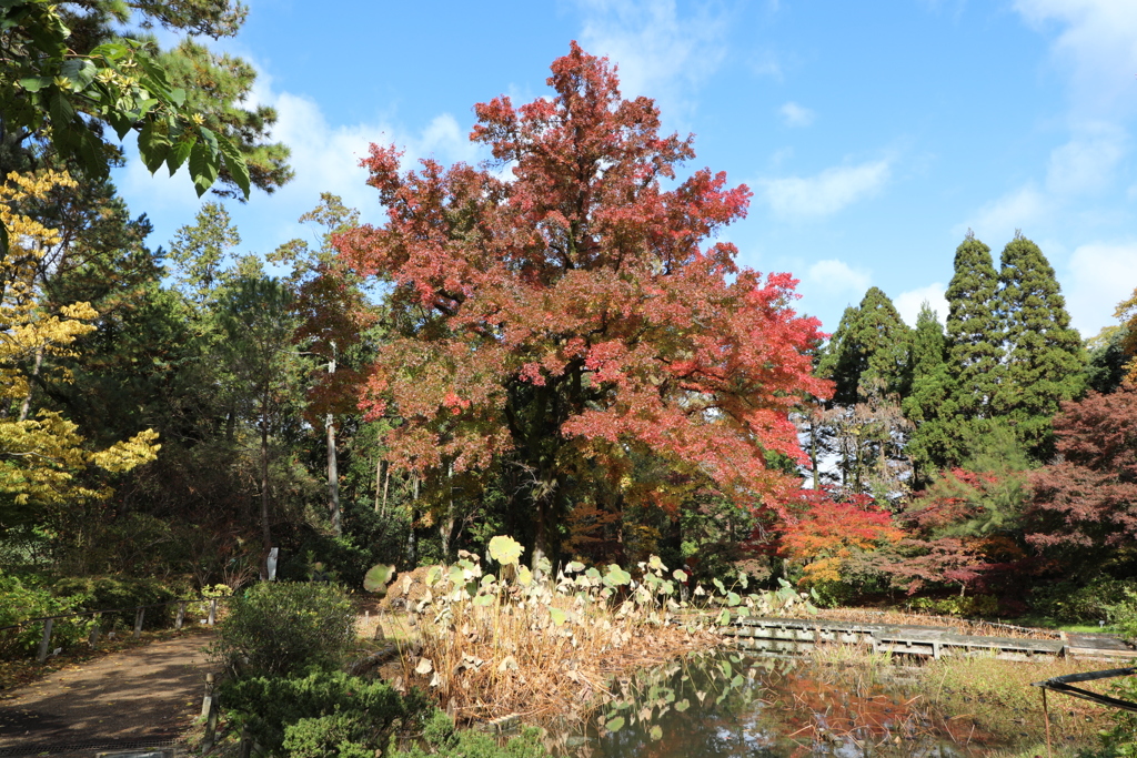 京都植物園の紅葉