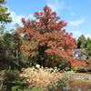 京都植物園の紅葉